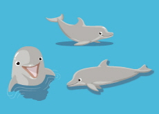 Rescue Efforts Continue for Jongdal the Dolphin - National News
