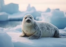 Let’s Go to the Arctic! - Let's Go Let’s Go to the Arctic! - Let's Go