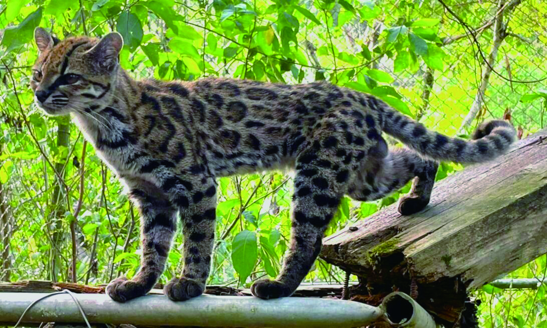 Meet Bolivia’s Newest Wild Cat - Science Meet Bolivia’s Newest Wild Cat - Science